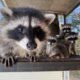 boulder backyard raccoons